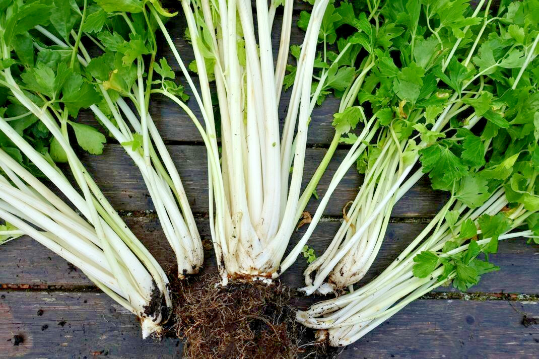 RARE✿ Heirloom White Stem Celery 50+ Seeds ●
