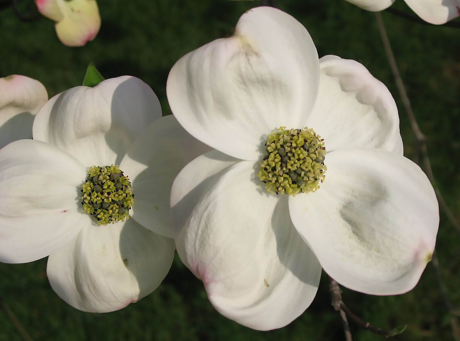 White Flowering Dogwood, Cornus florida, Tree Seeds