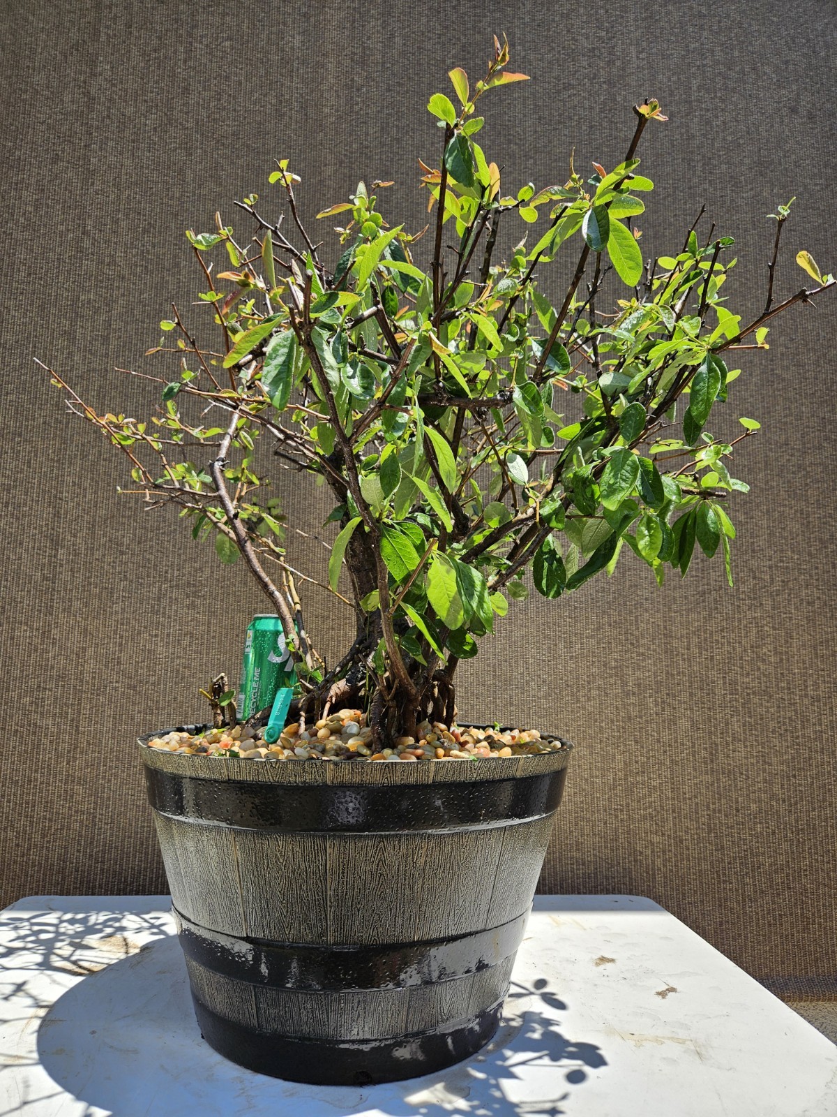 Old Japanese Flowering Quince ( Toyo- Nishiki -Quince ) Bonsai Tree,,, SALE