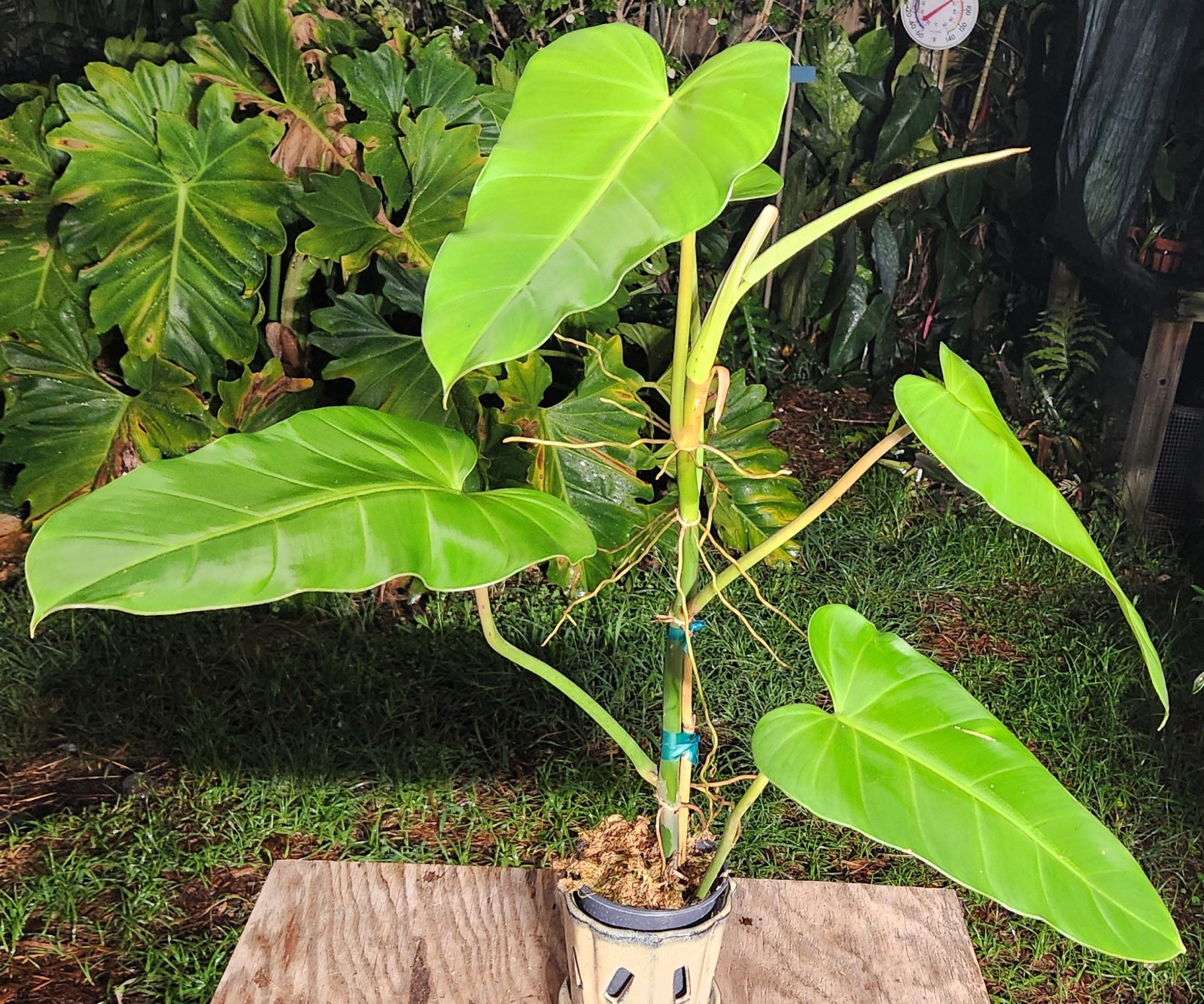 Philodendron Species Plant 5″ Pot 25″ Tall 24″ Wide