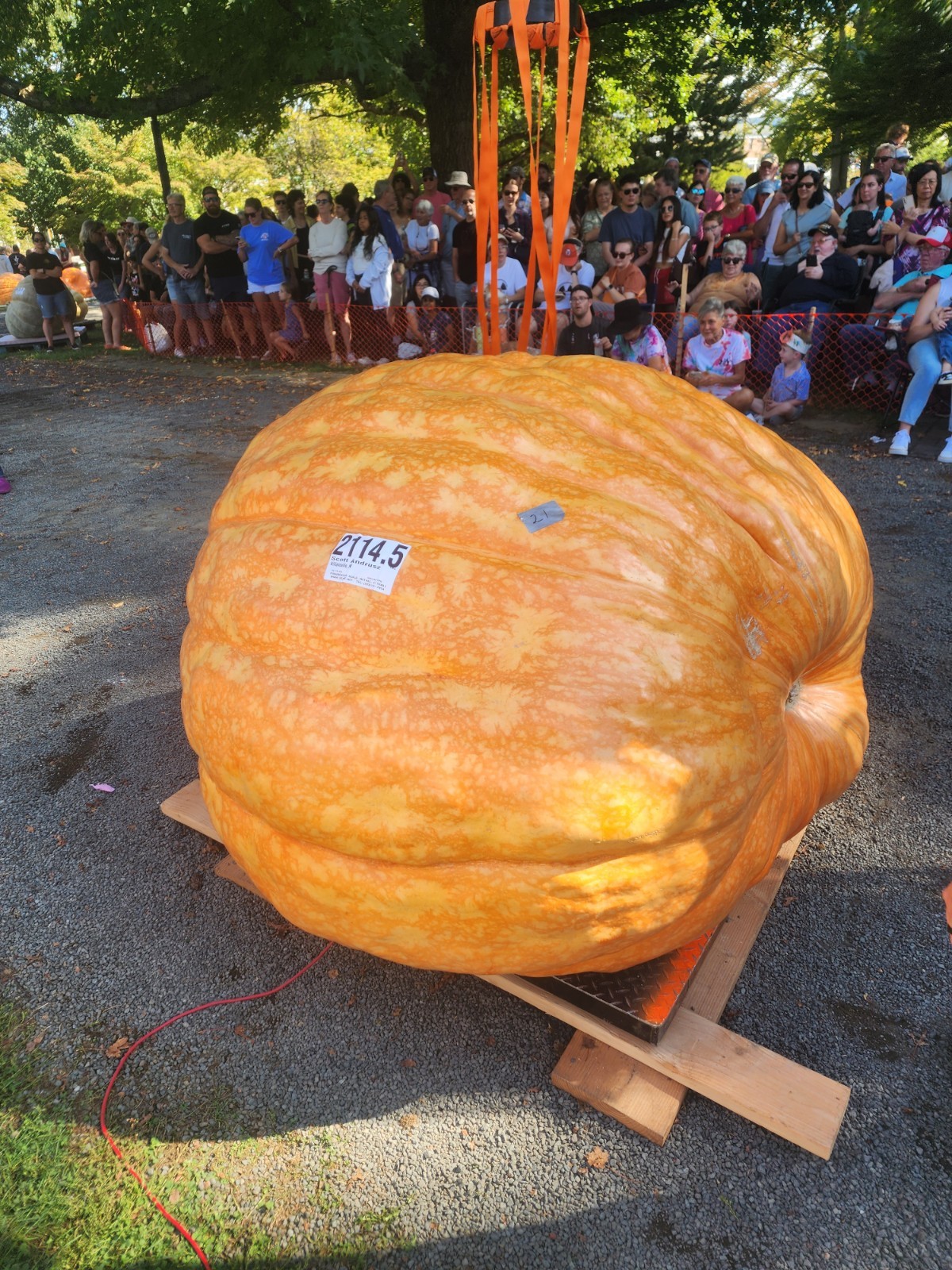 2114.5 LBS GIANT PUMPKIN SEED ATLANTIC GIANT PUMPKIN SEED