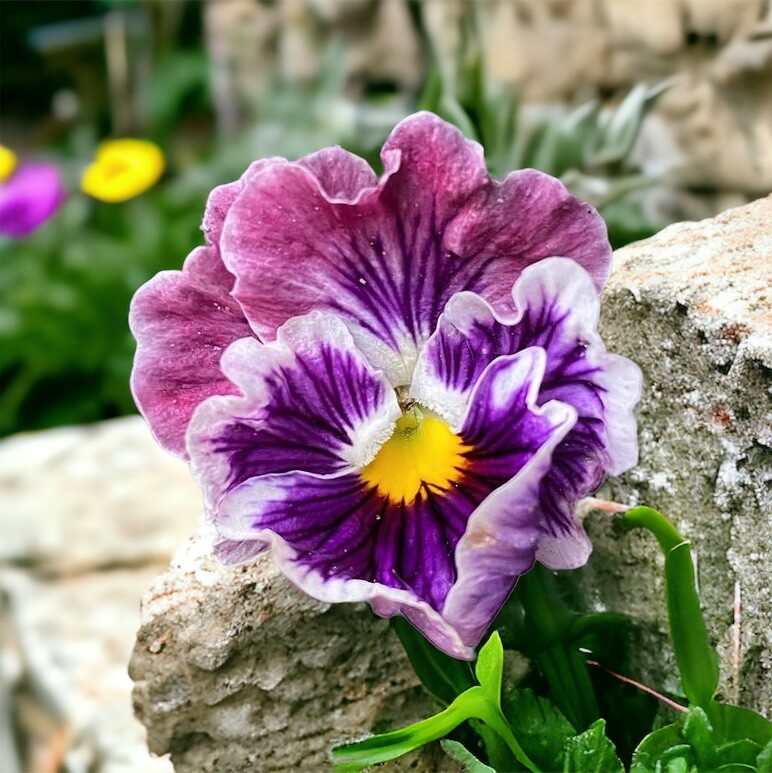 Packet Pansy Seeds – Fragrant – 150 Seeds