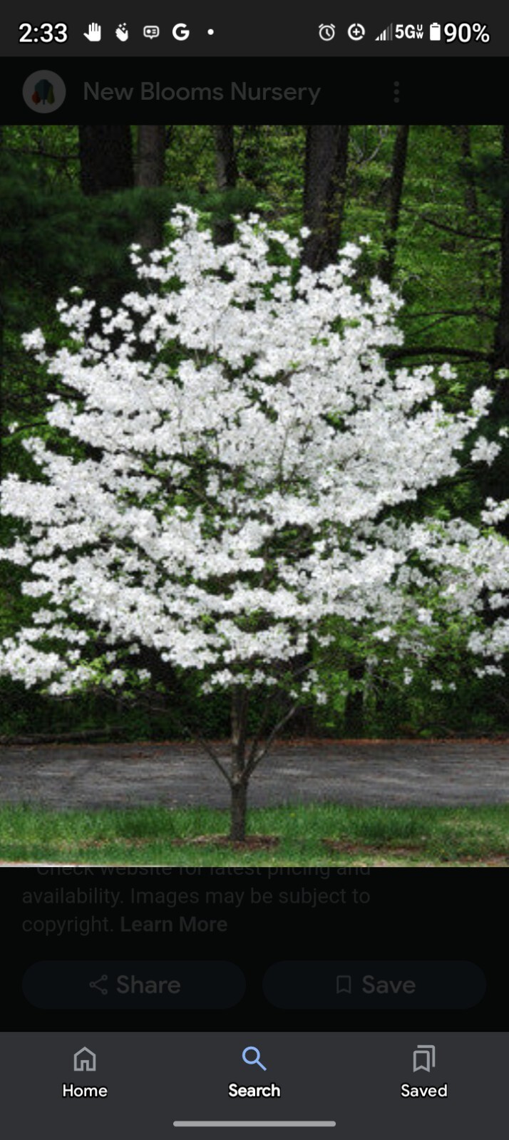 White American Flowering Dogwood Tree Seeds, Genus Fla. 35+ Seeds, Organic