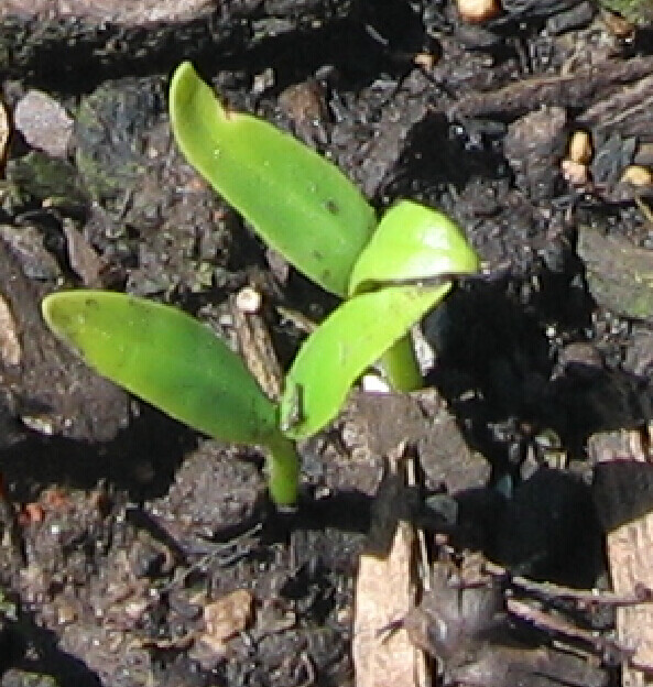Malabar Spinach 200 Organic Seeds (green stem) Delicious Basella alba