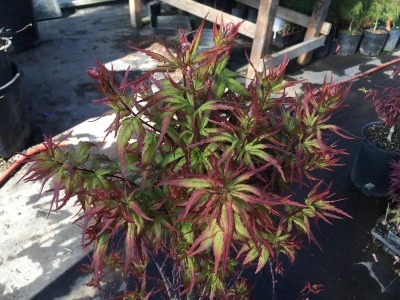 Angel The Prince Grafted Japanese Maple Plants