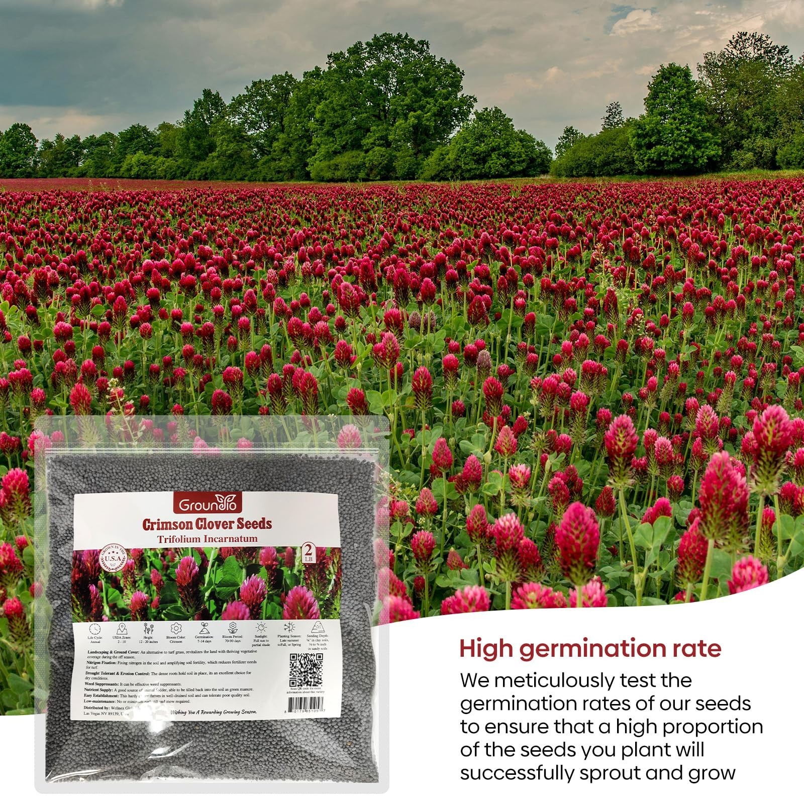 Crimson Clover Seeds 2 lbs – Nitrocoated, Inoculated, Attracts Pollinators, Gard