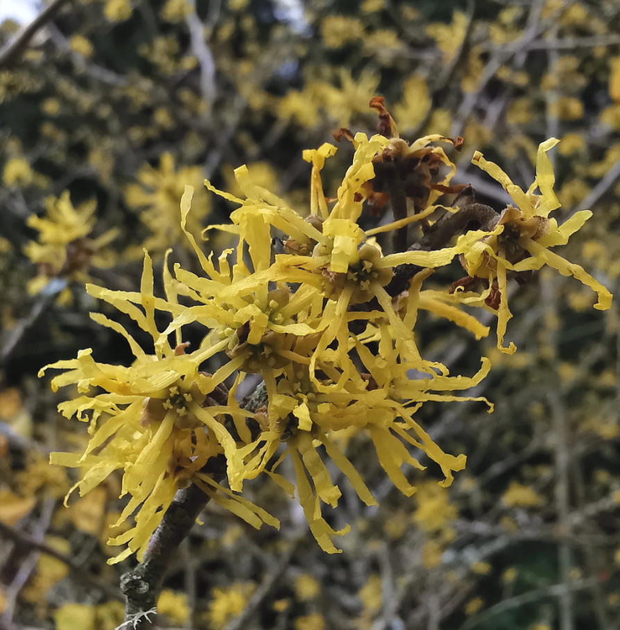 Live Witchhazel Plant, Hamamelis virginiana, 8” Tall, 4” Pot, Deciduous Shrub