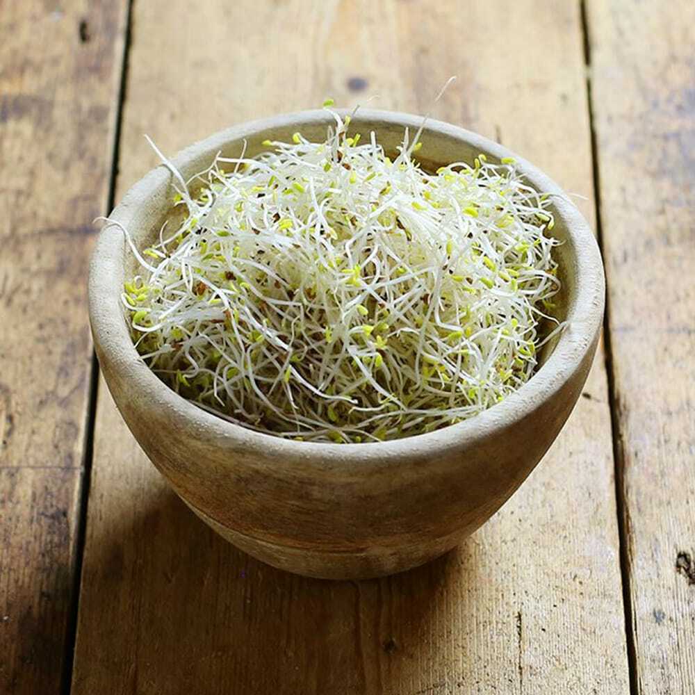 Organic Alfalfa Sprouting Seed USA Product 6000 seeds Heart Healthy Food !!