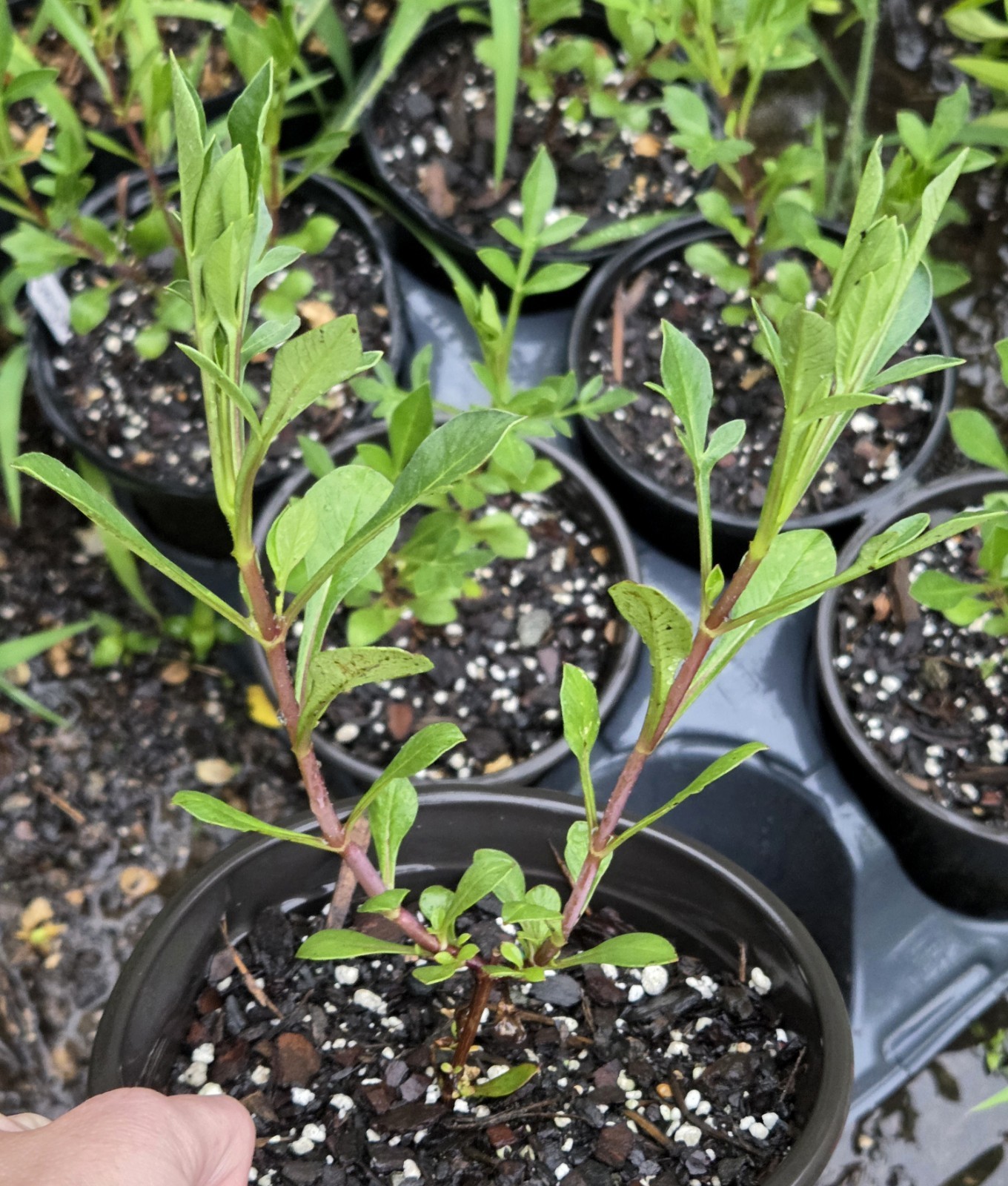Chocolate Cherry Cosmos Live Plant