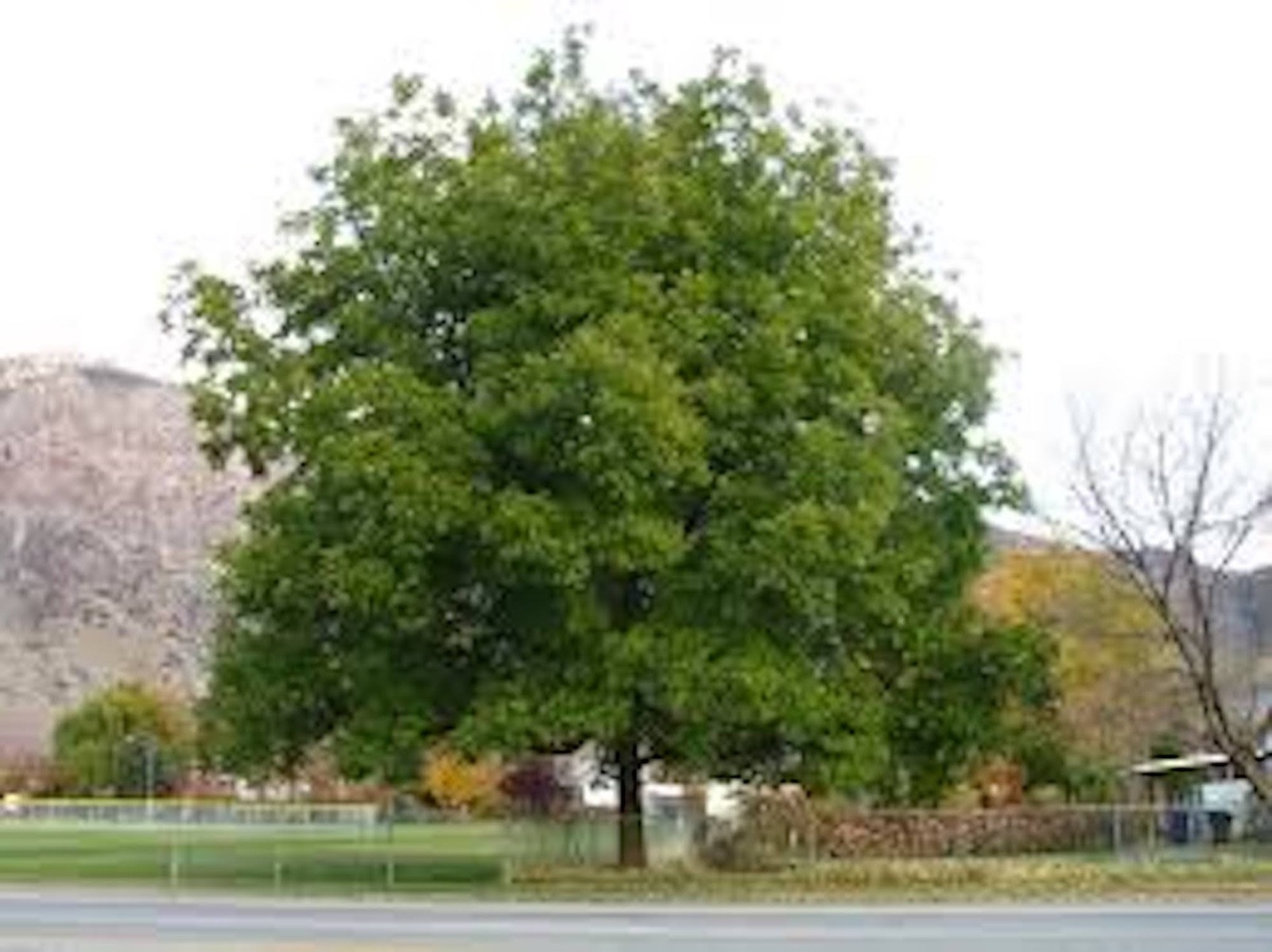 5 Pecan Tree 12-24″ Tall Carya illinoinensis Bare Root