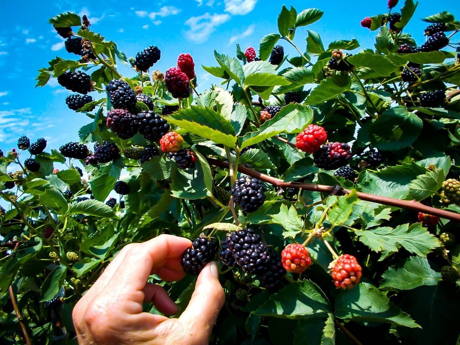 Blackberry Plant – Live Plants in 4 Inch Pots – Assorted Variety