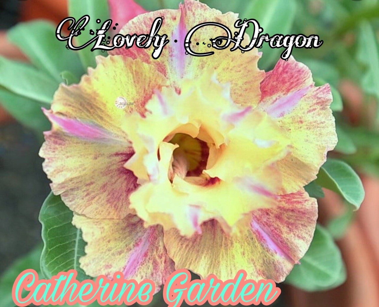 15 desert rose seed- yellow red pink. Rare.