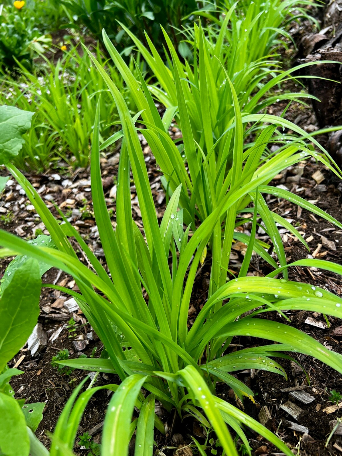 5 Daylily Perennial Mature Plant Divisions Drought Cold tolerant Waterlogged