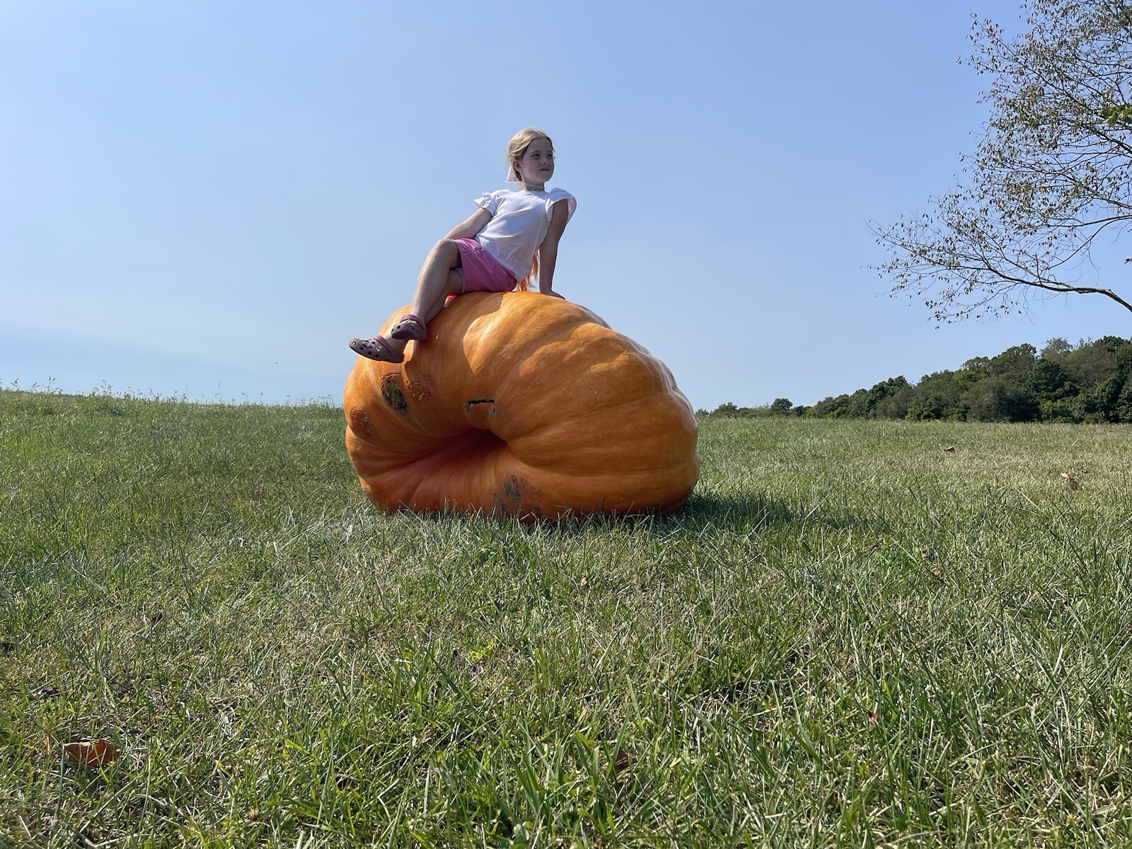 Atlantic Giant Pumpkin Seeds 1305 McMillin’24 (1783 New x 1109 McMillin)$25