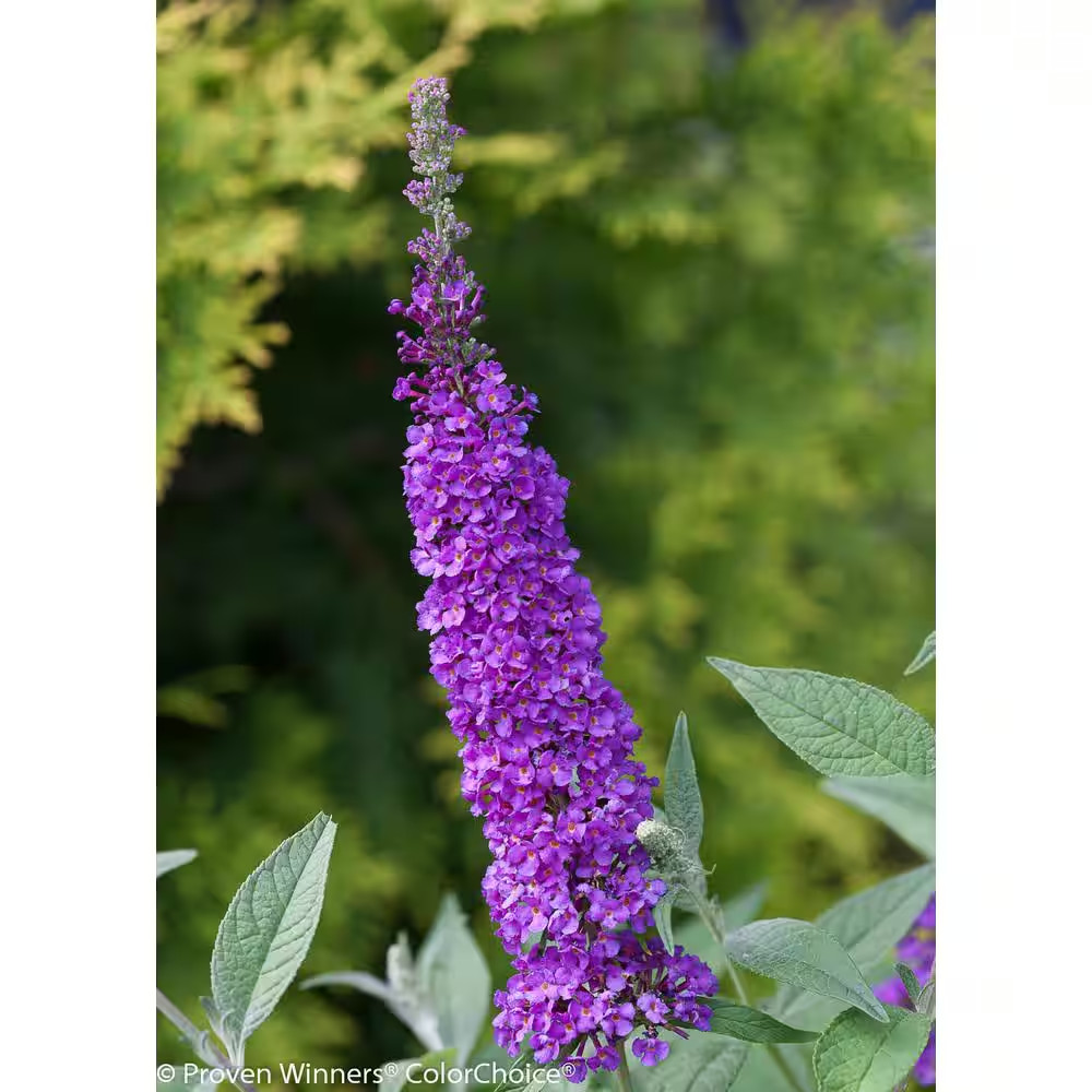 4.5 In. Qt. Miss Violet Butterfly Bush (Buddleia) Live Shrub, Purple Flowers