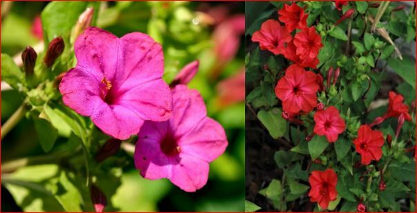 Four O’Clock Seeds Red & Pink Mix Qty 20+ Zones 7 to 10 Easily Reseeds