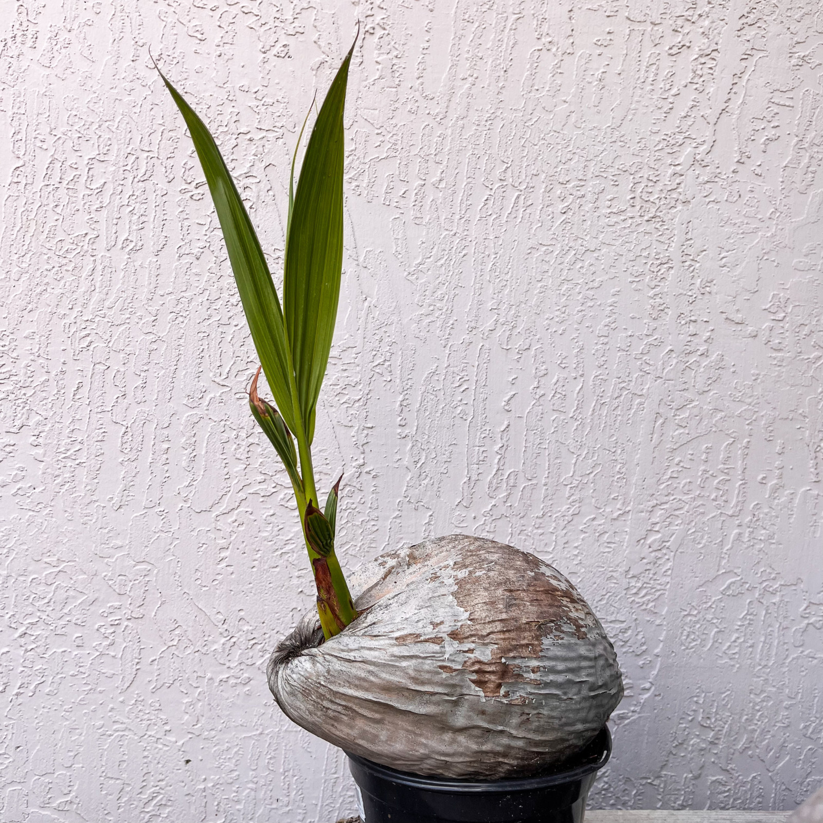 Coconut Palm Live Plant – FREE SHIPPING – Green Malayan Dwarf – 4″ to 10″ Tall