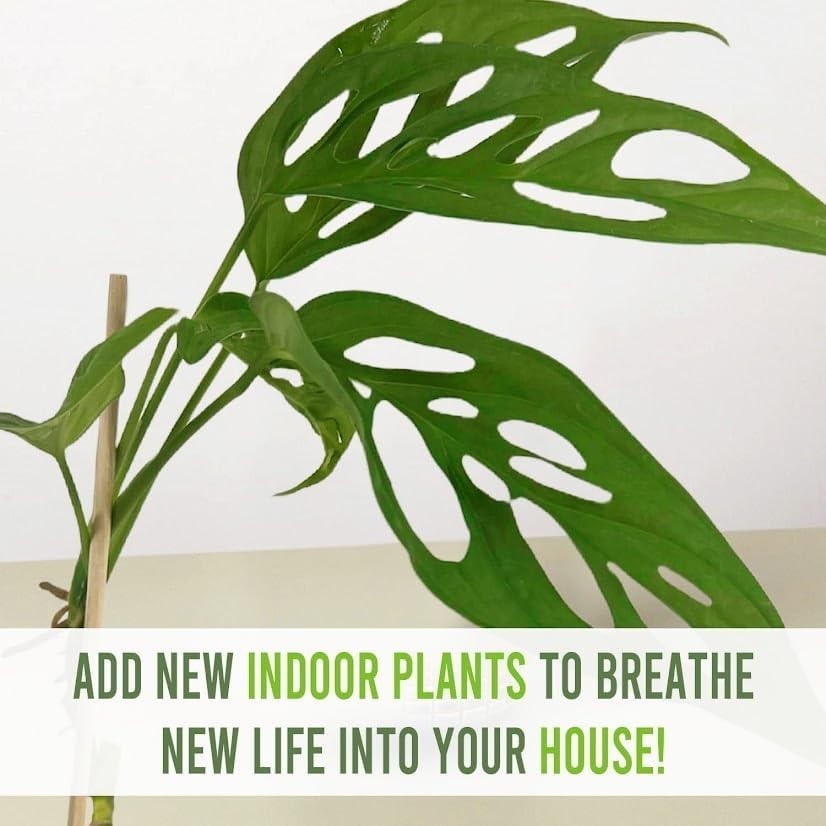 Monstera Calacali Norte by LEAL PLANTS ECUADOR – Unique Swiss Cheese Plant with