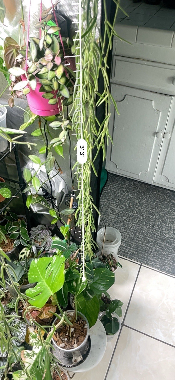 Hoya Linearis Mother Plant Rare