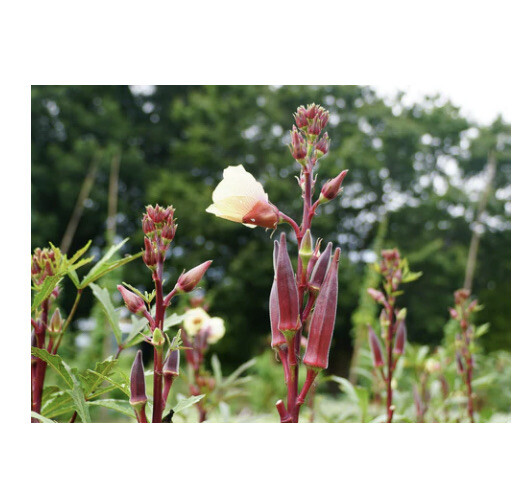 Red Burgundy Okra Seeds Free Gift Seeds Garden Planting Non-GMO 50 Seeds Organic