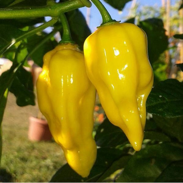 YELLOW LEMON HABANERO PEPPER seeds NON-GMO super hot EXOTIC OUCH LOOK OUT!