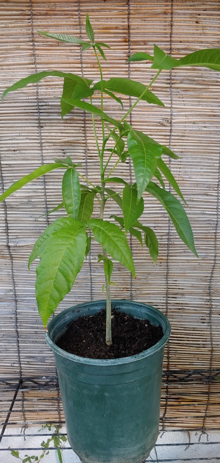 White Sapote Tropical Fruit Trees (Seedling)