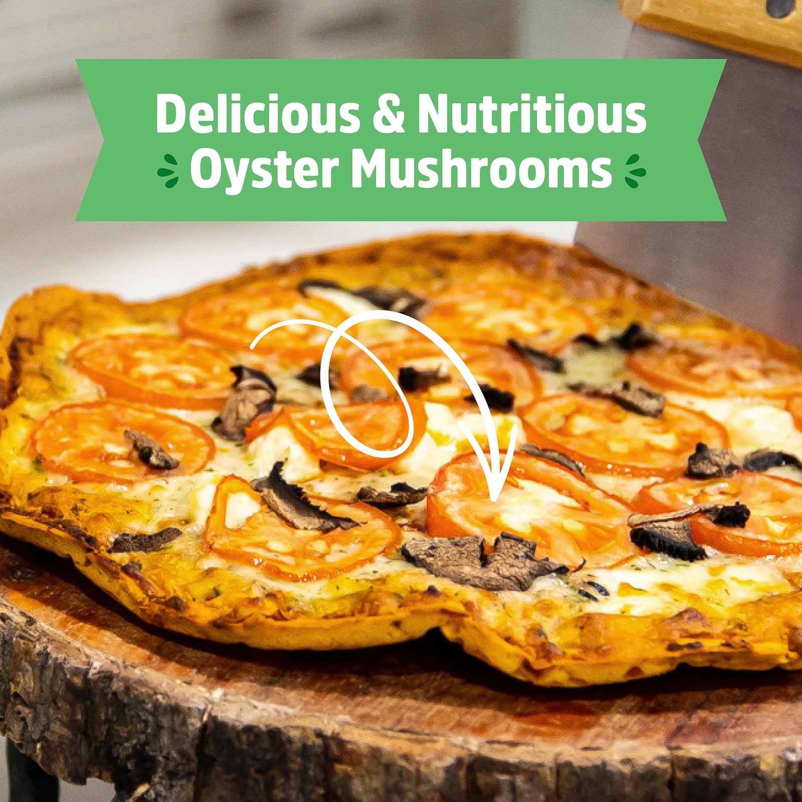 Back to the Roots Organic Mini Mushroom Grow Kit Harvest Gourmet Oyster