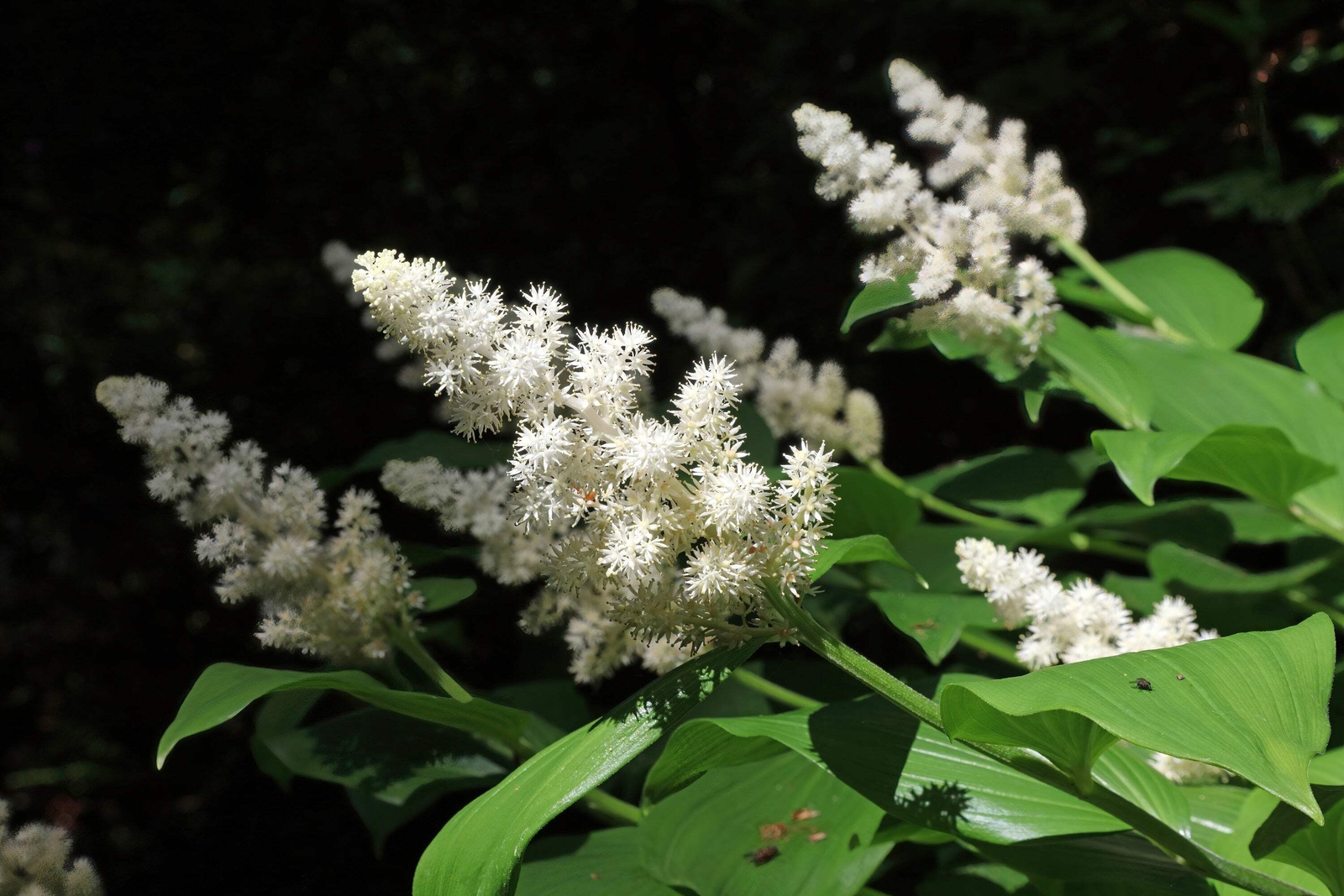 10 SOLOMON’S SPIKE White Western False Seal Maianthemum Racemosum Flower Seeds