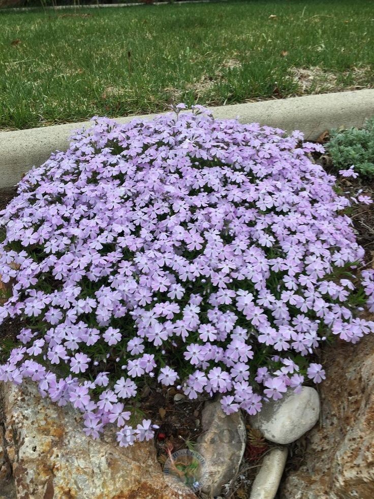 Creeping Phlox (Phlox Subulata) Emerald Blue 4′ in Pot