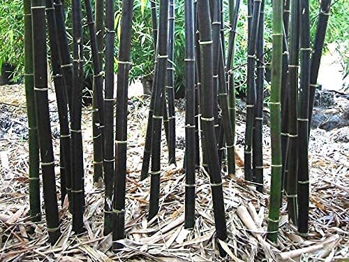Black Bamboo Seeds for Planting – 150+ Seeds – Grow Black Bamboo, Privacy Screen