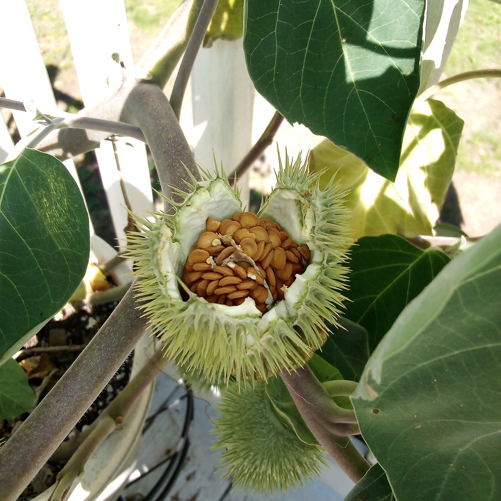 Over 100 Seeds. Huge Blooms! Datura Wrightii, Datura Innoxia, Sacred Datura