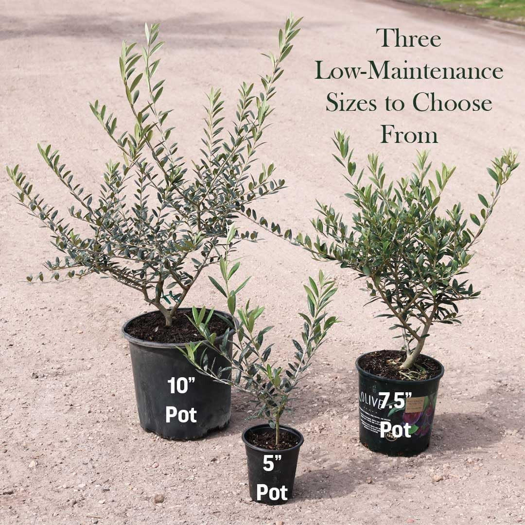 American Plant Exchange Live Arbequina Olive Tree 6″ Pot