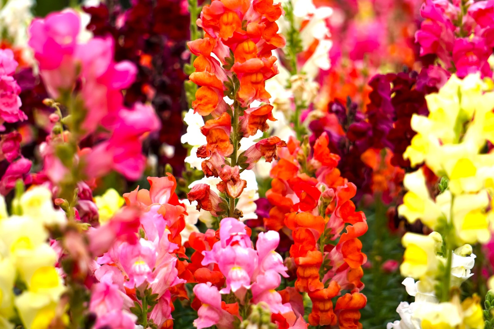 Dwarf Snapdragon Seed Mix 1000+ Multicolor Seeds for Compact Gardens