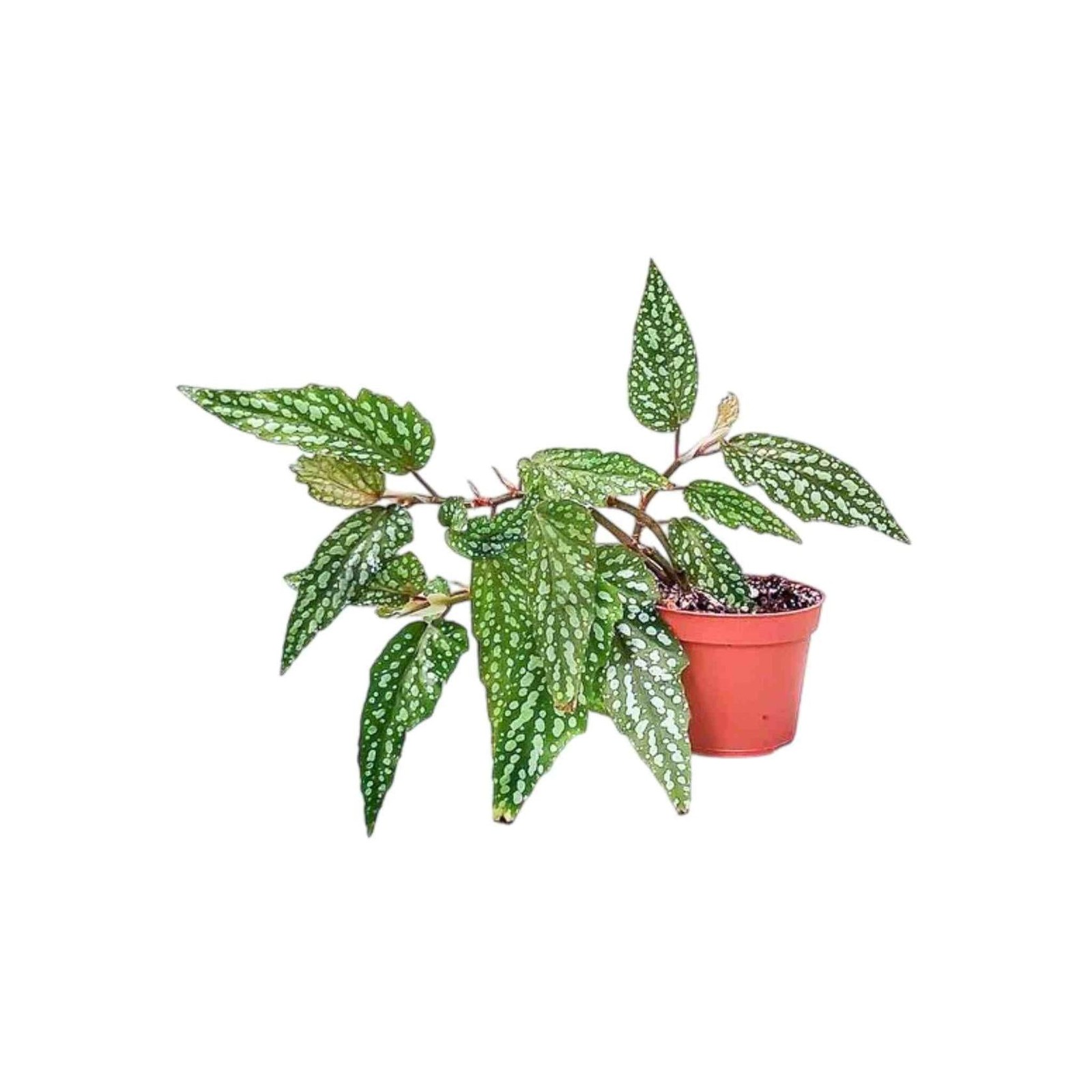 Angel Wing Begonia Medora Live House Plants BUY 2 GET 1 FREE