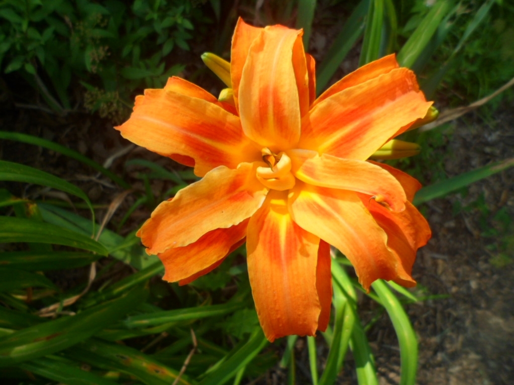 10 “Tiger” Lilly Plants*Orange*Quadruple*Tall*Fast Spread*Summer Bloom*Low Ship*