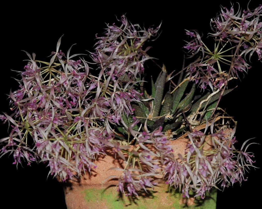 Macroclinium manabinum In SPIKE micro-miniature Orchid Species
