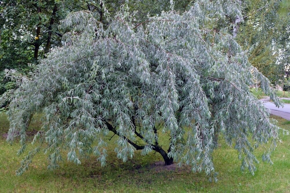 Russian Olive Tree Seeds Elaeagnus angustifolia 10 Seeds