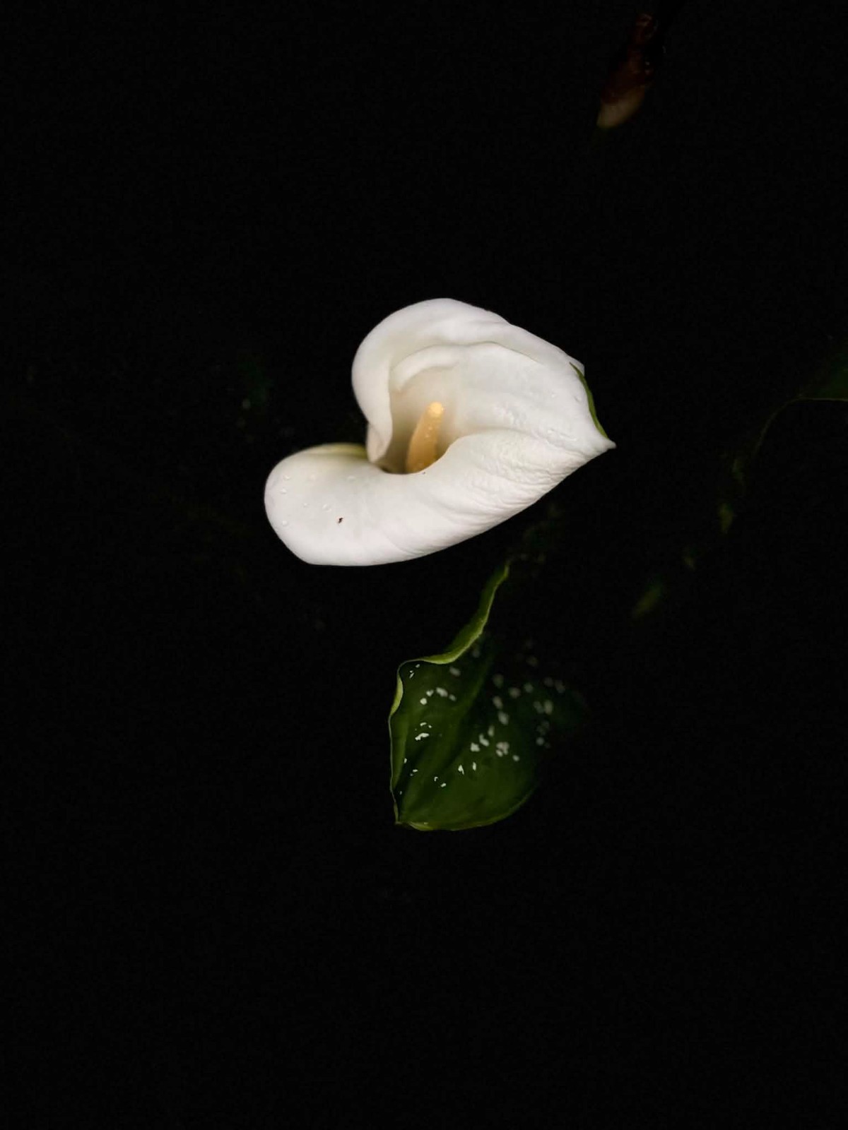 Hercules Calla Lily Zantedeschia Live Ornamental Plant 3in Pot