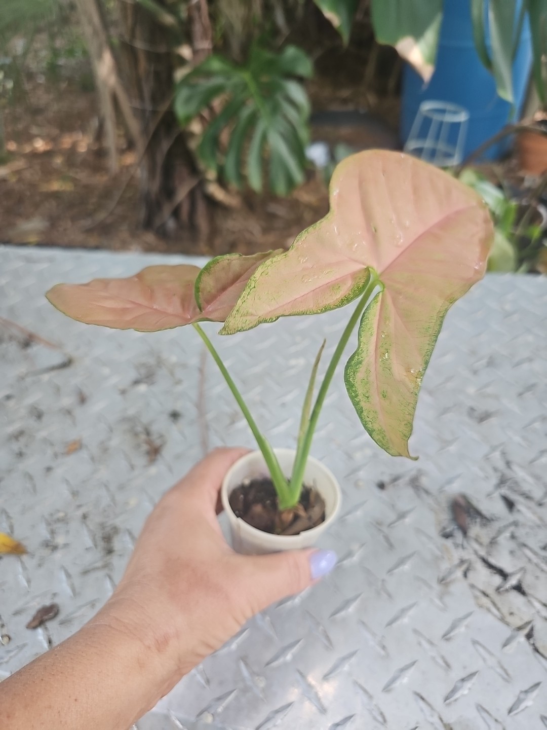 Syngonium pink Red Green Podophyllum Arrowhead Plant Fully Rooted 2.5″ Pot