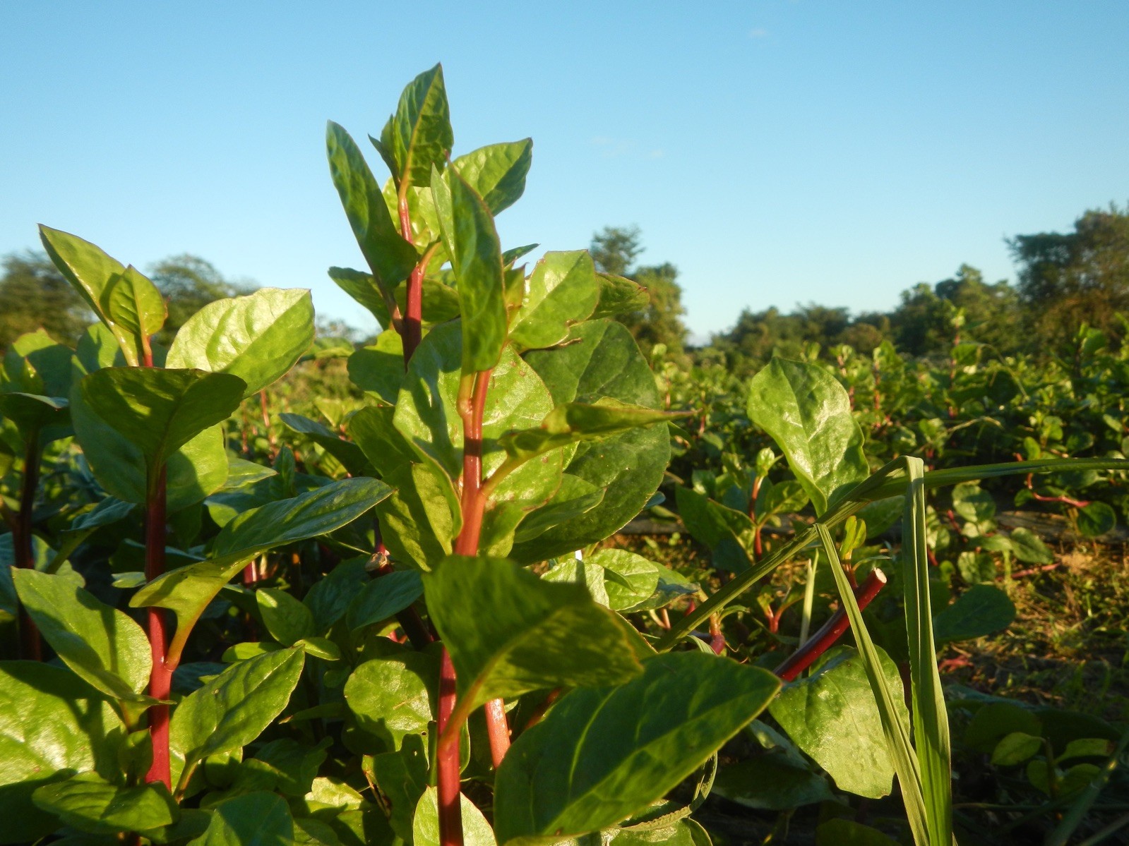 Basella rubra 40 Seeds – Red Malabar Spinach
