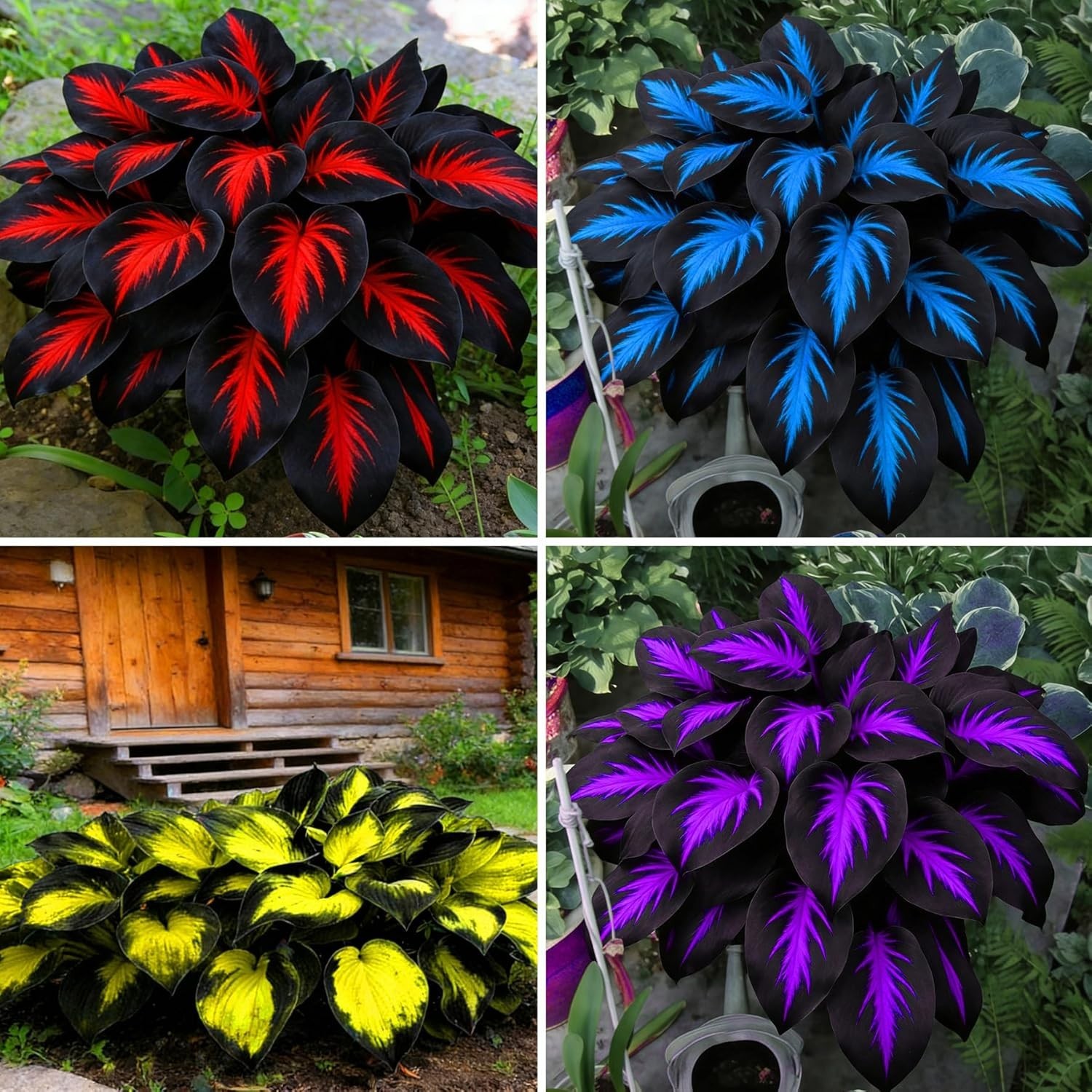 220+ Hosta Seeds Blue Perennial for Planting,Hosta Seeds Blue and Black,Rare Hos