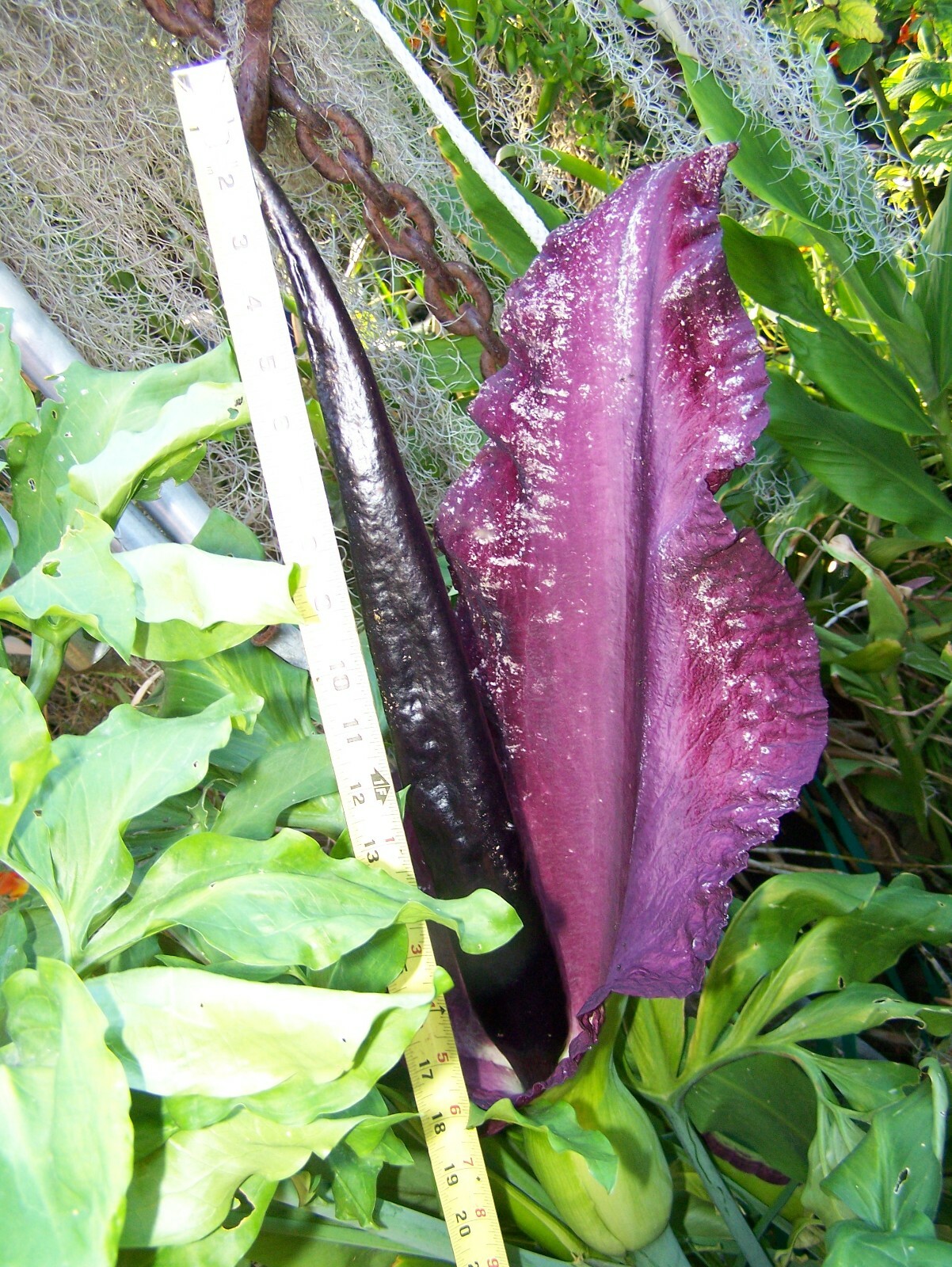 35 seeds Dragon lily arum flower voodoo amorphophallus bulb tuber cactus calla Q