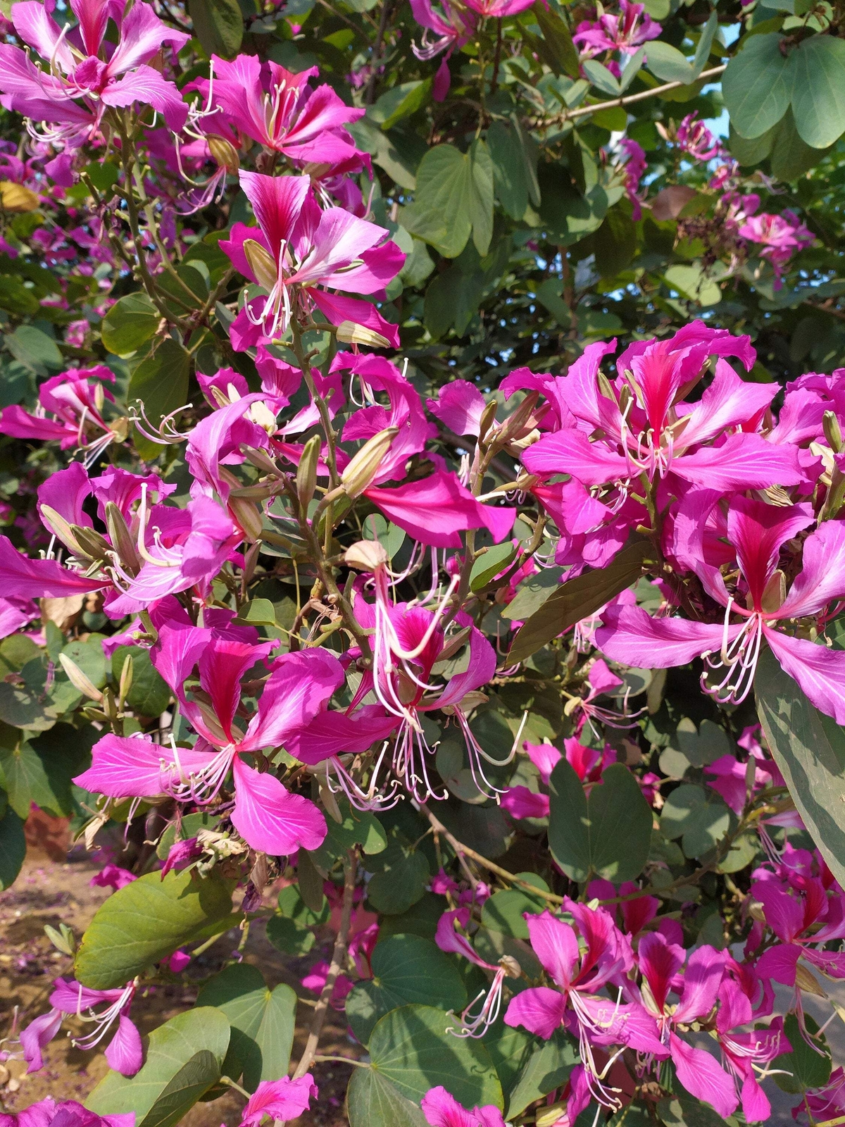 10 PURPLE ORCHID TREE Bauhinia Purpurea Camel’s Foot Butterfly Flower Tree Seeds