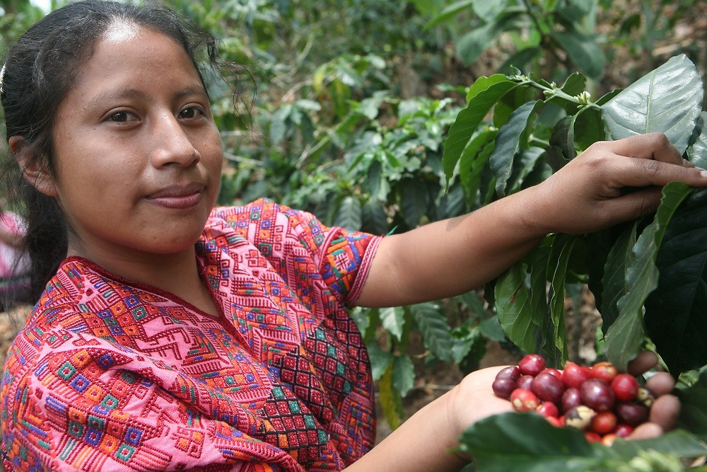 Guatamalan Coffee Bean Seeds (25) / DELICIOUS / Rare