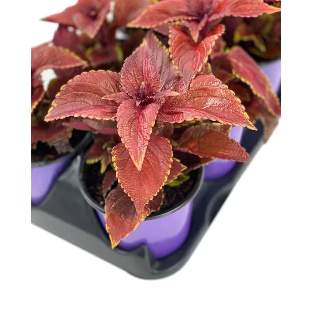 1.38 Pt. Coleus Plant Oxblood Red in 4.5 In. Grower’S Pot (4-Plants)
