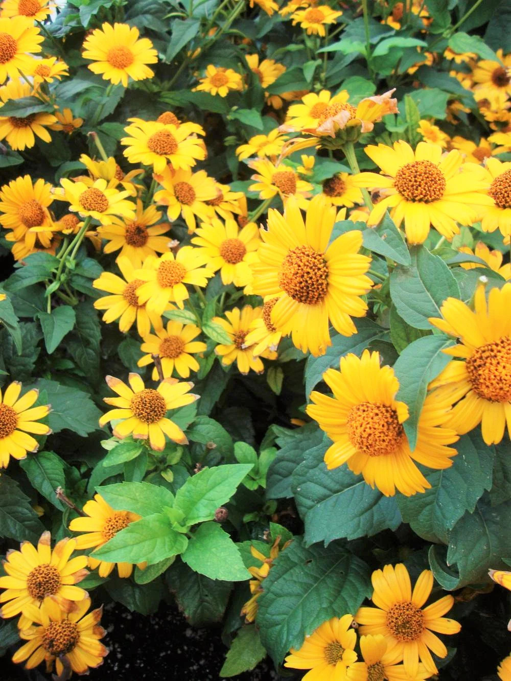 Ox-Eye Sunflower Seeds | Wild Prairie Sun Flower Perennial Wildflower Seed 2024
