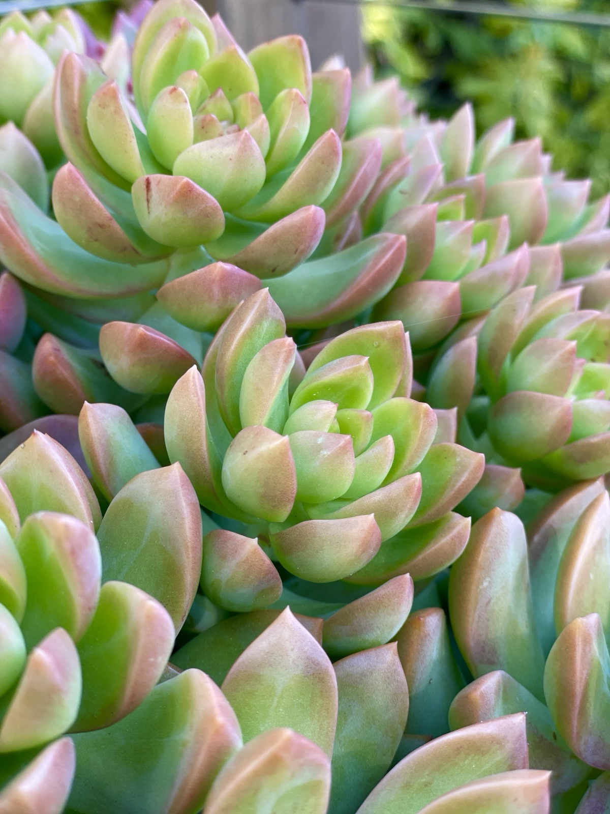Rare Succulent Sedum Adolphi Golden Glow 2-3 Inches Unrooted Live Plant Cutting