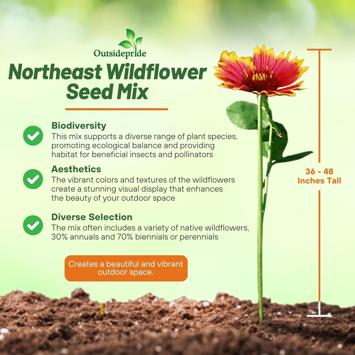 5 LBS Northeast Wildflower Seed Mix For Planting Outdoors