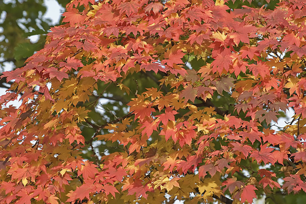 Korean Maple, Acer pseudosieboldianum, Tree Seeds (Showy, Fall Color, Fast)