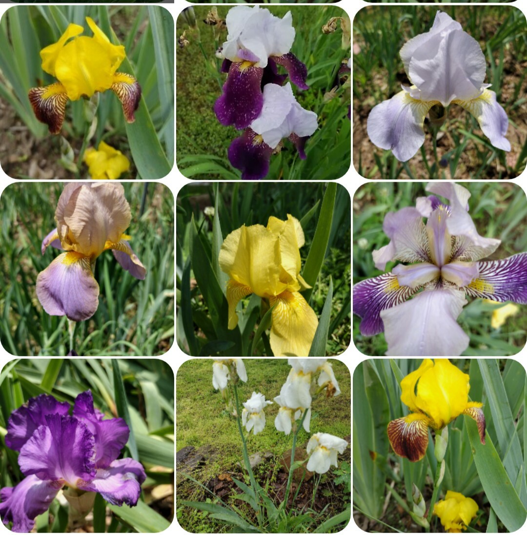 10x MIXED VARIETIES/COLORS IRIS BULBS RHIZOMES (Will BE TALL)